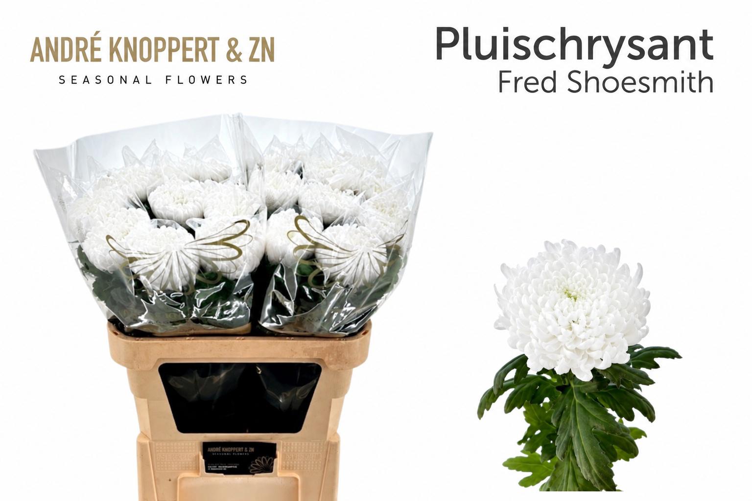 10x Chrysant fred shoesmith g 80cm