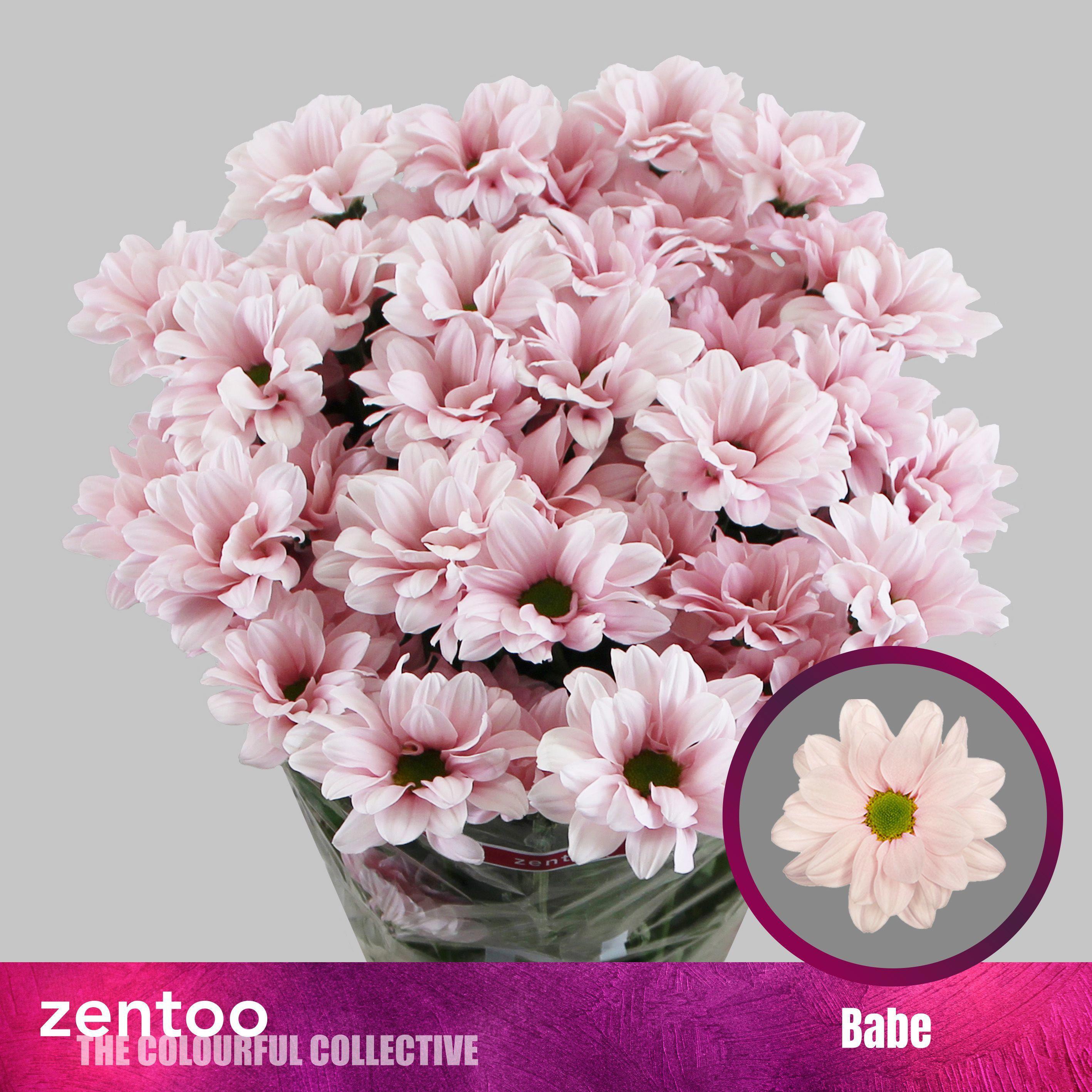 10x Chrysant babe 70cm