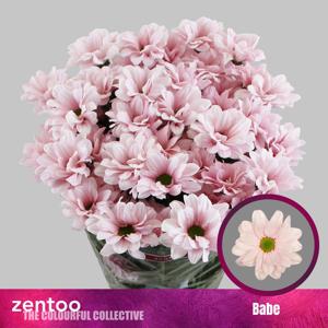 10x Chrysant babe 70cm