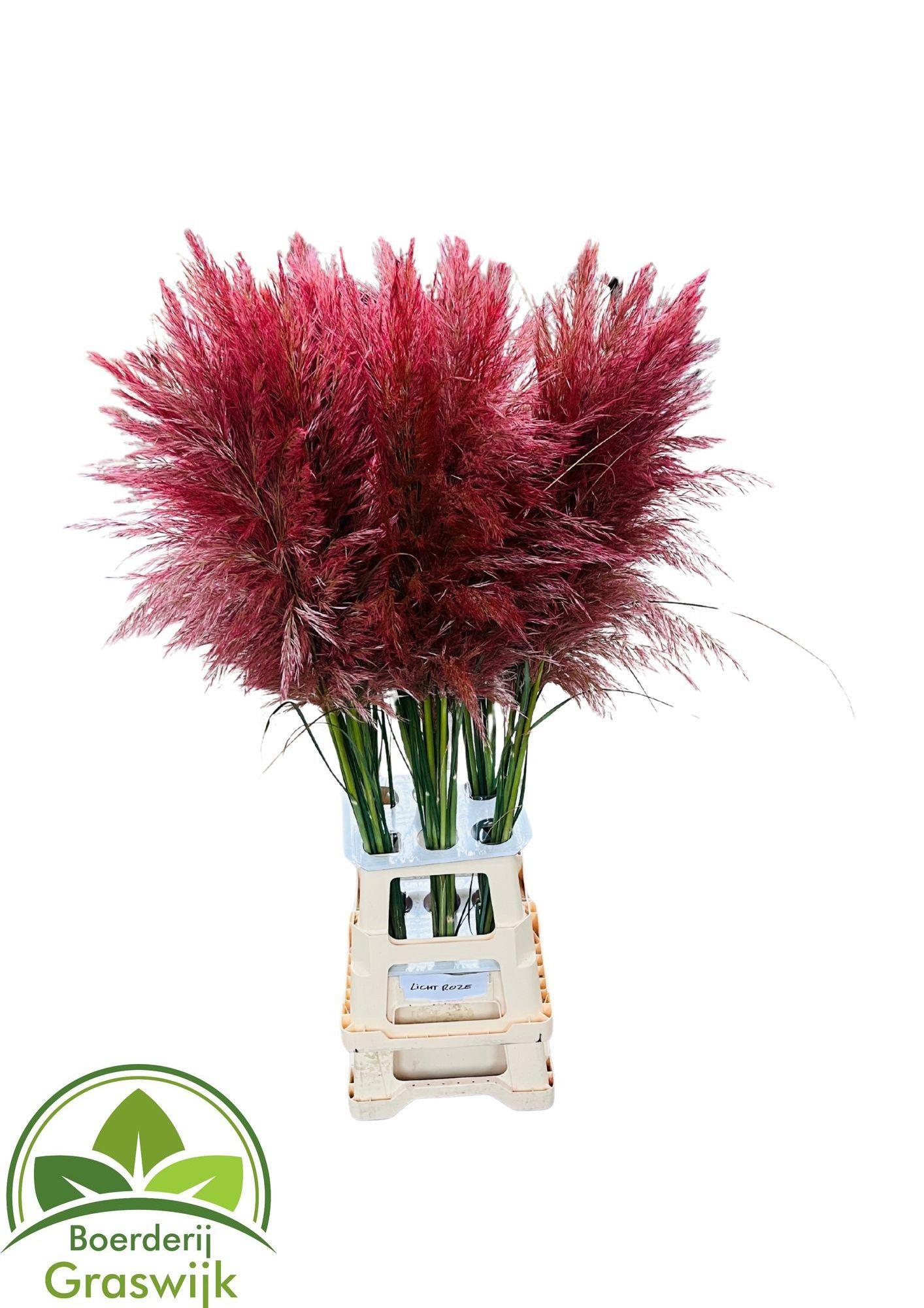 25x Gs cortaderia selloana cerise 80cm