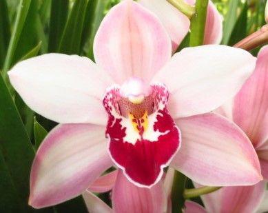 15x Mini cymb. - roze 50cm