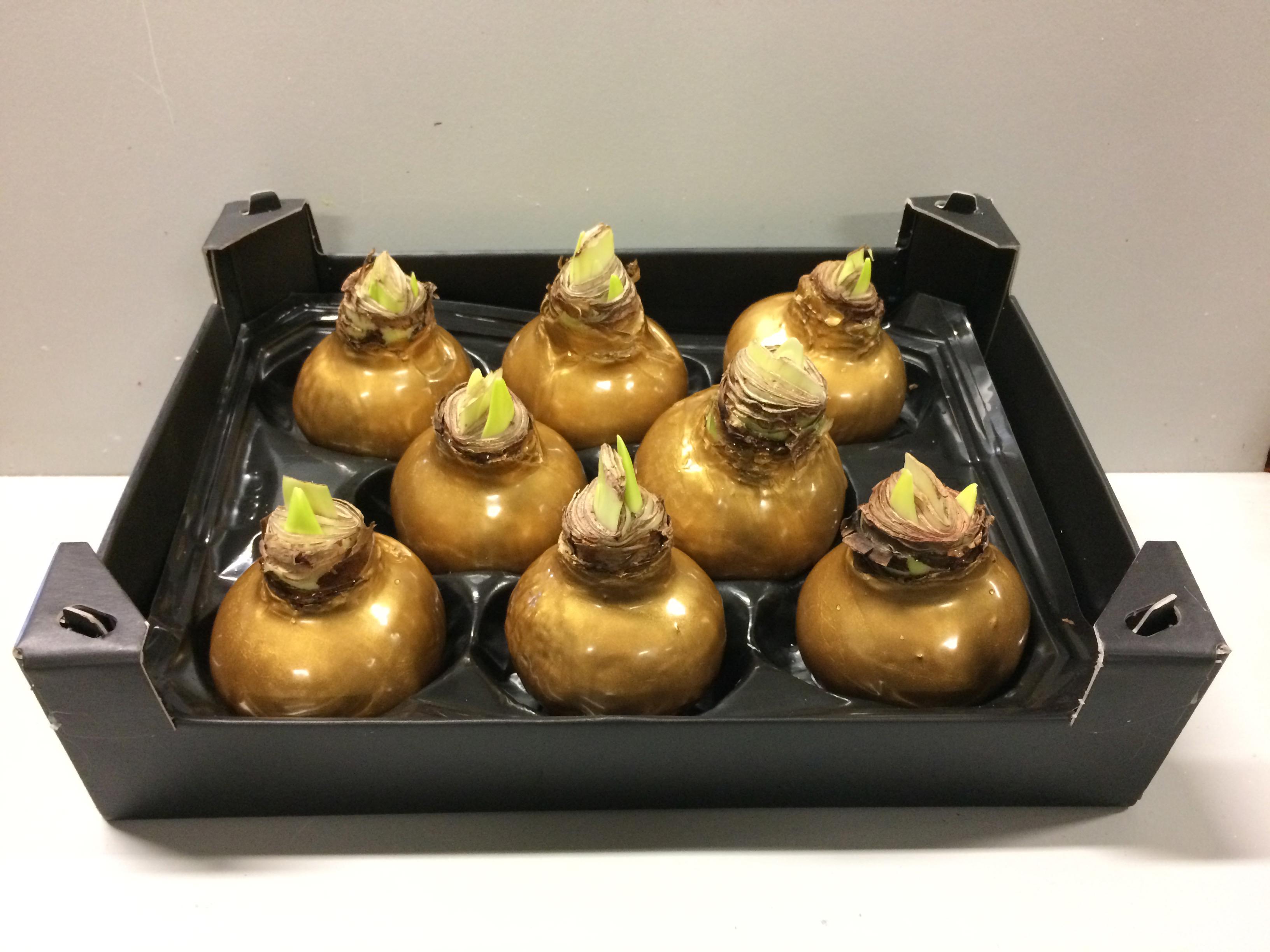 8x Dc wax hipp.goud