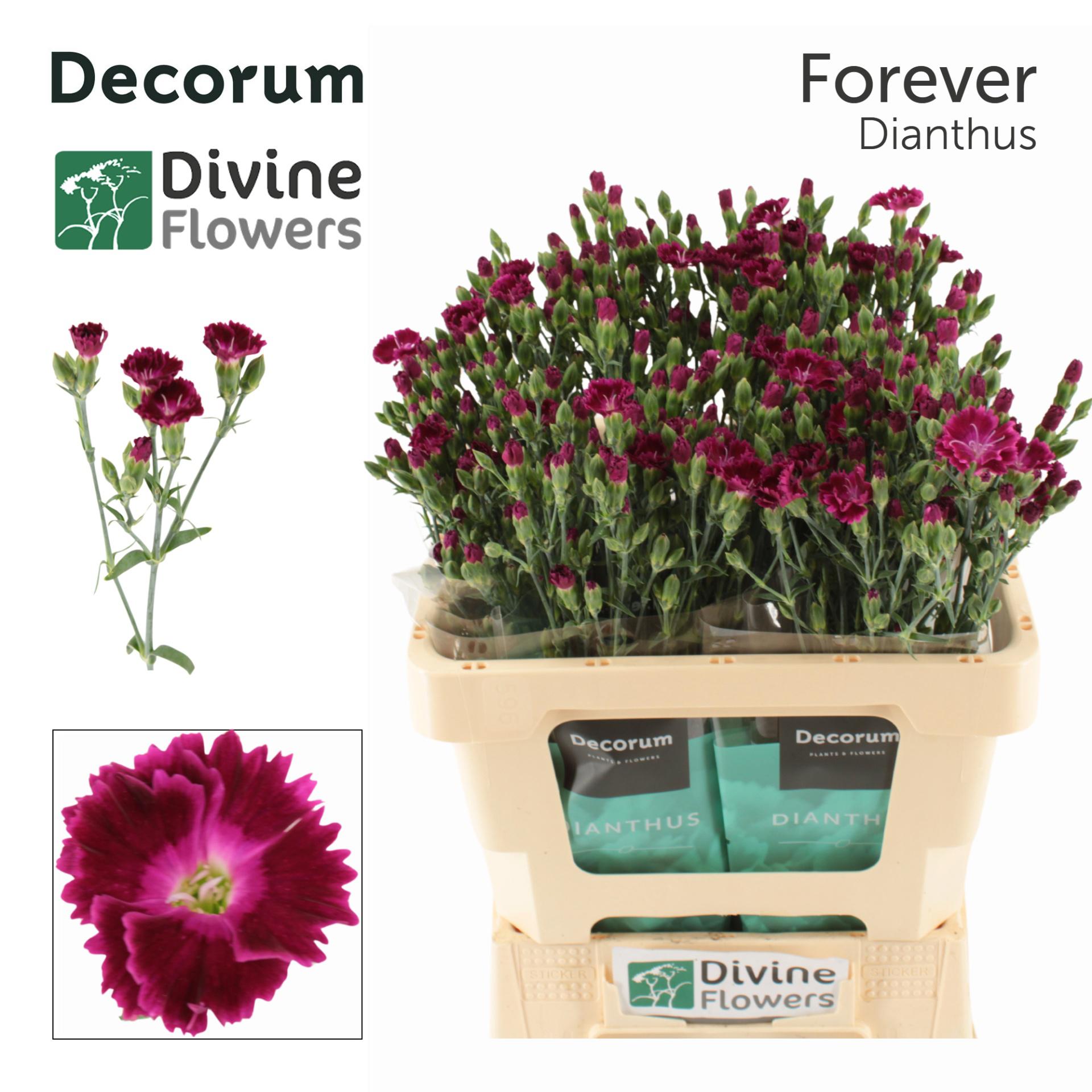 20x Dian.tr.raffine lilliput forever 60cm