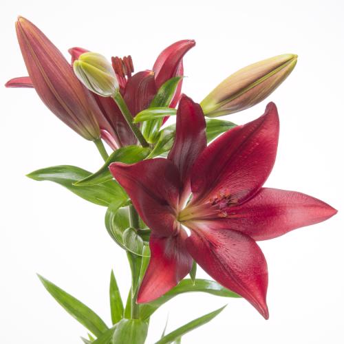 10x Lil.forza red 80cm