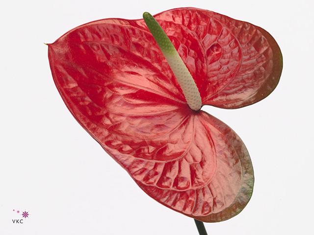 20x Anth.red amor