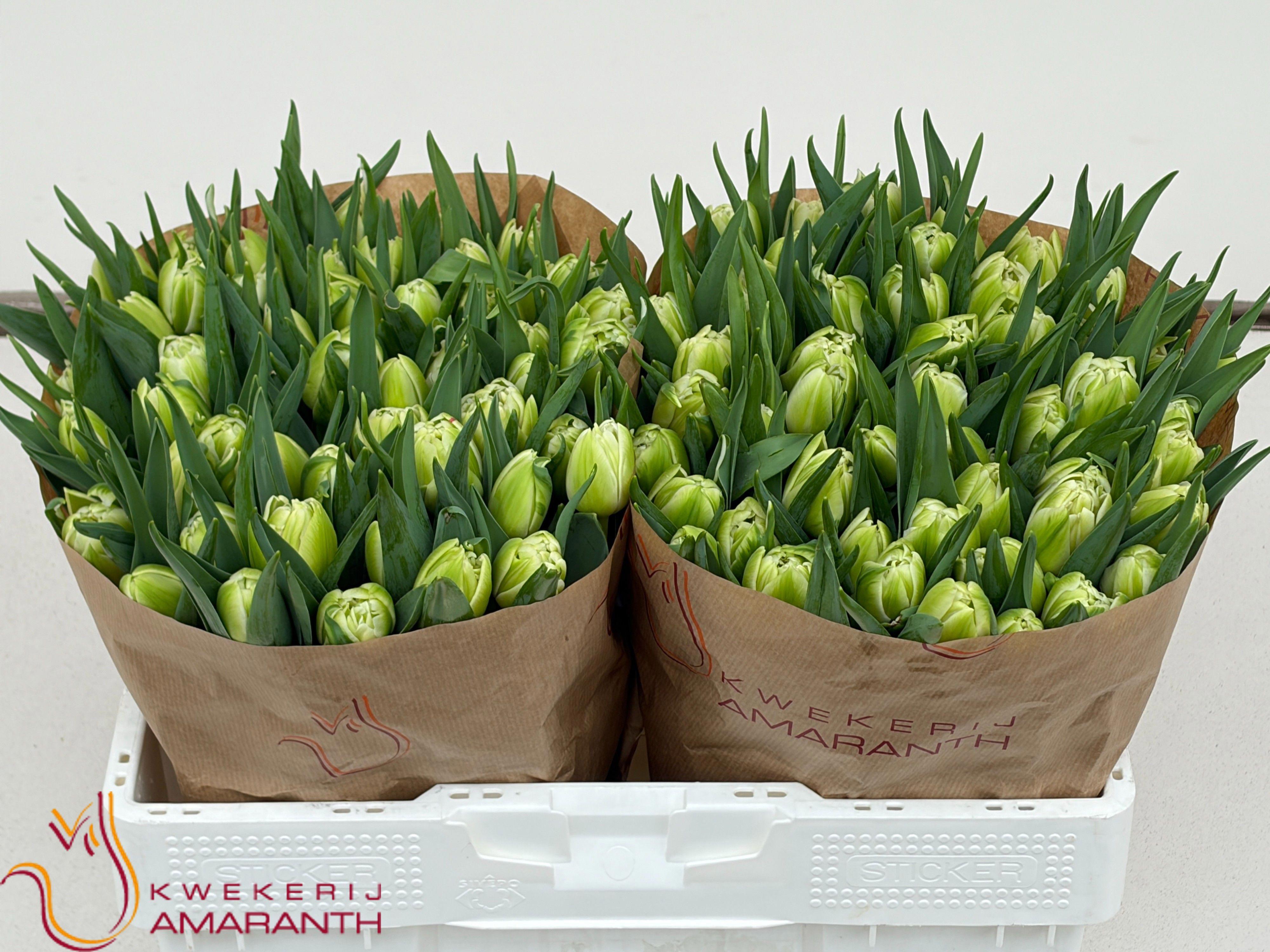 50x Tulipa avant garde du 40cm