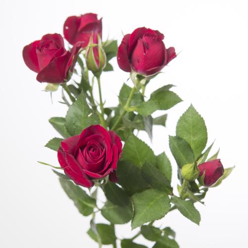 10x Rosa rubicon 50cm