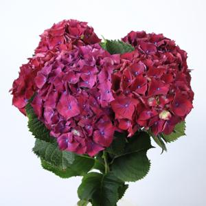 10x Hydr.mon amour purple 80cm