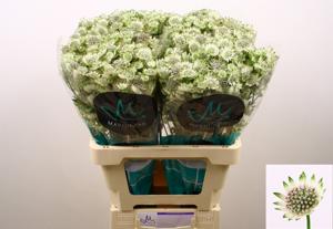 25x Astrantia billion stars xl 60cm