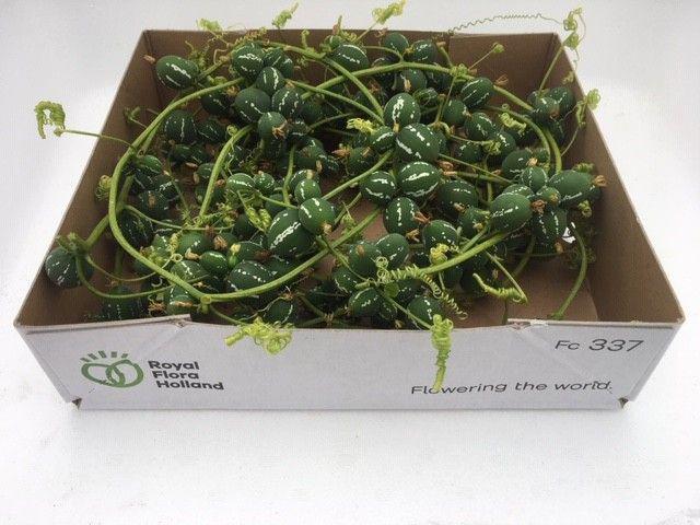 1x Sf diplocyclos palmatus