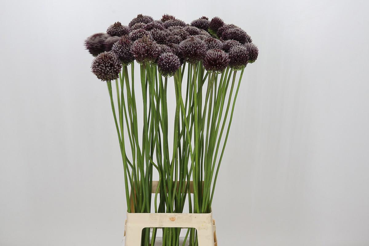 10x Allium forelock 80cm