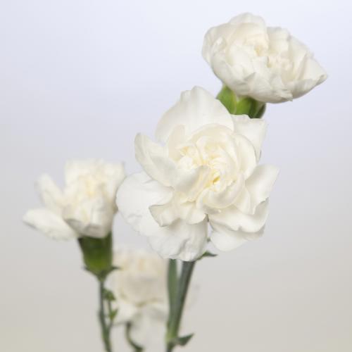 20x Dian.tr.mini paloma 60cm