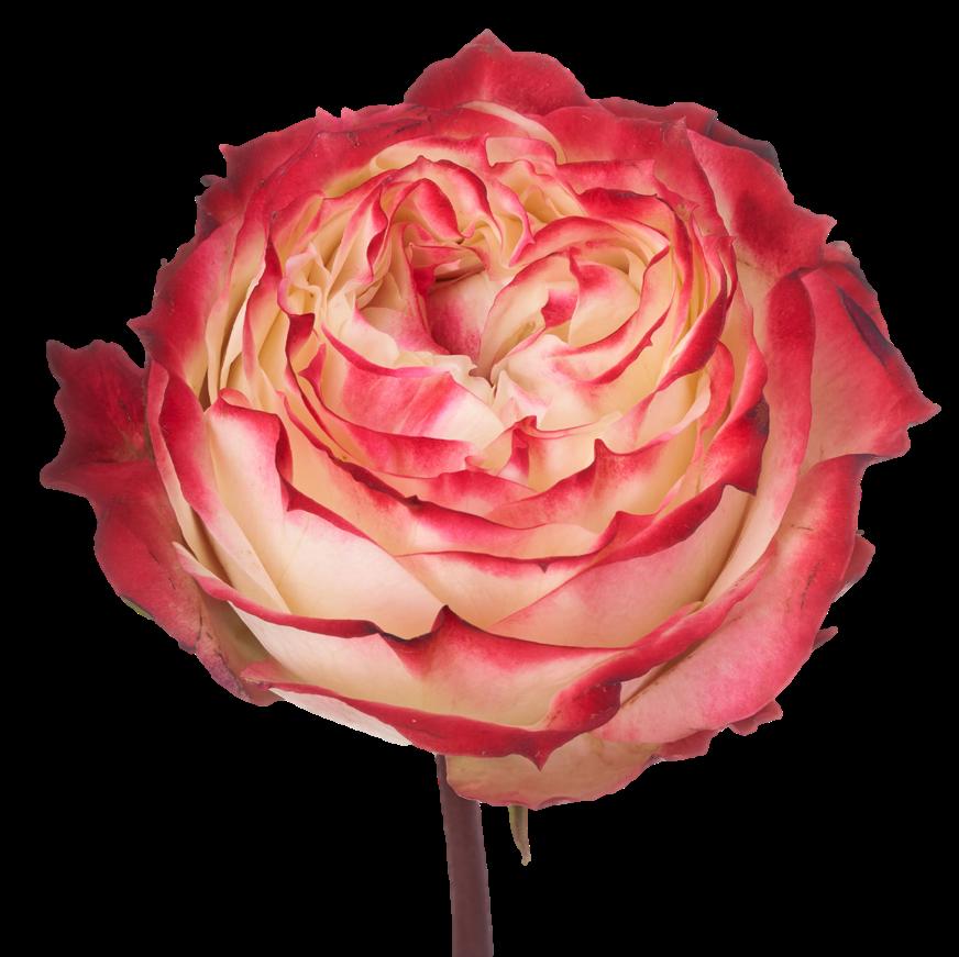 10x Rosa apple jack 40cm