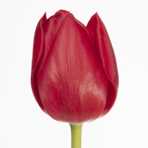 50x Tulipa curry en 40cm