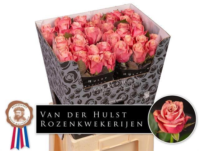 10x Rosa adele 70cm