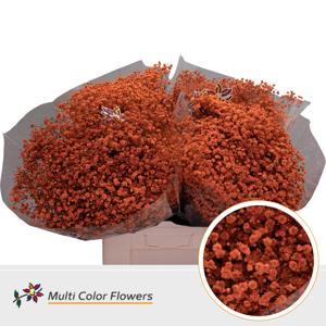25x Gipskruid xlence oranje 70cm