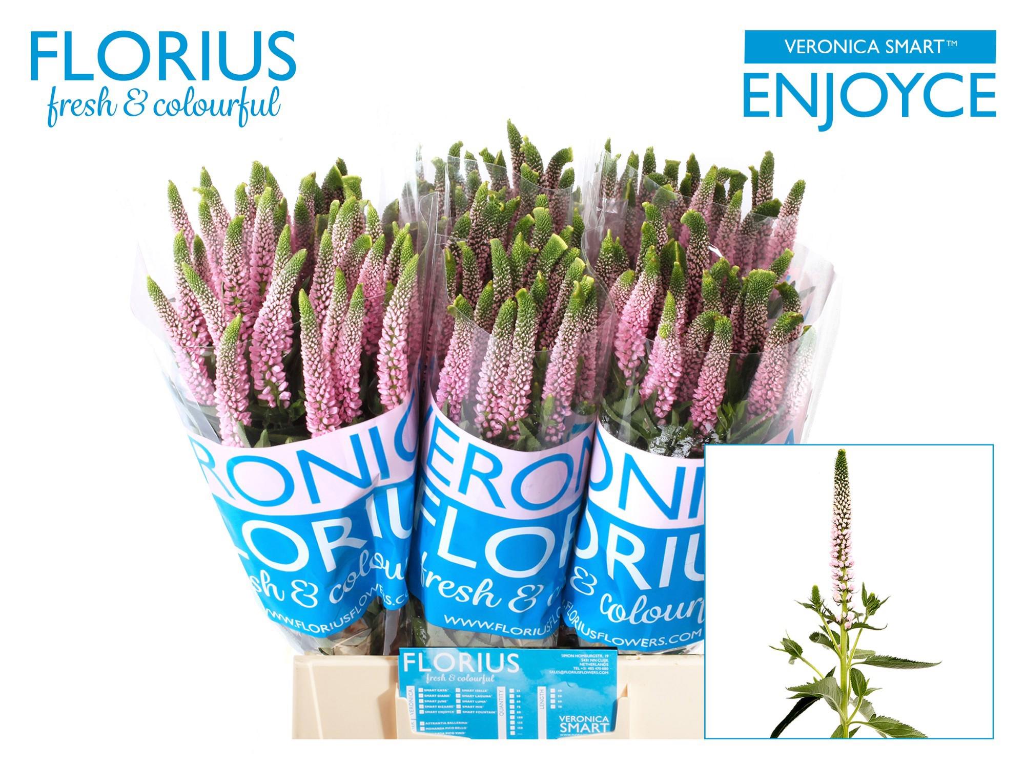 25x Veron.clea roswitha 60cm