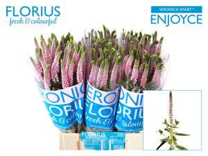 25x Veron.clea roswitha 60cm