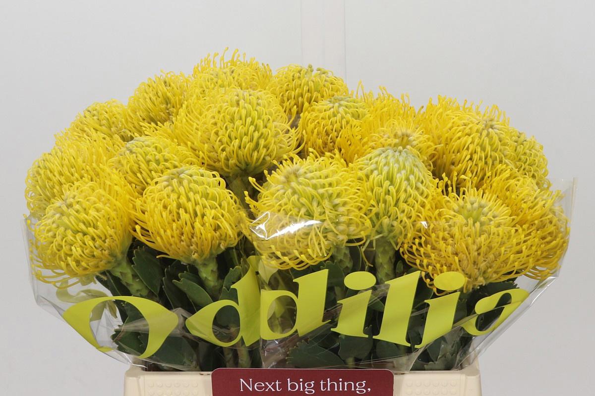 10x Leucos.ayoba yellow 40cm