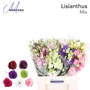 70x Eust.mix var.du 60cm