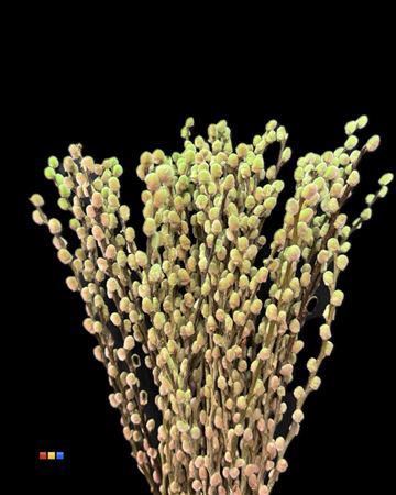 100x Tk salix katjes bubblicious 70cm