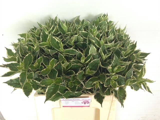 10x Sg weigela nana variegata 60cm