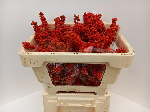 10x Ilex brit buys 50cm