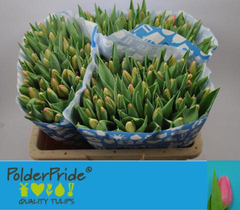 50x Tulipa sissi en 40cm