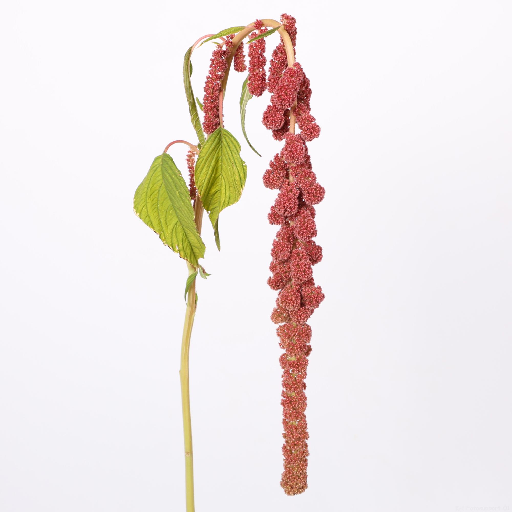 10x Amaran.hang coral fountain 80cm