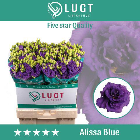 10x Eust.alissa blue du 70cm