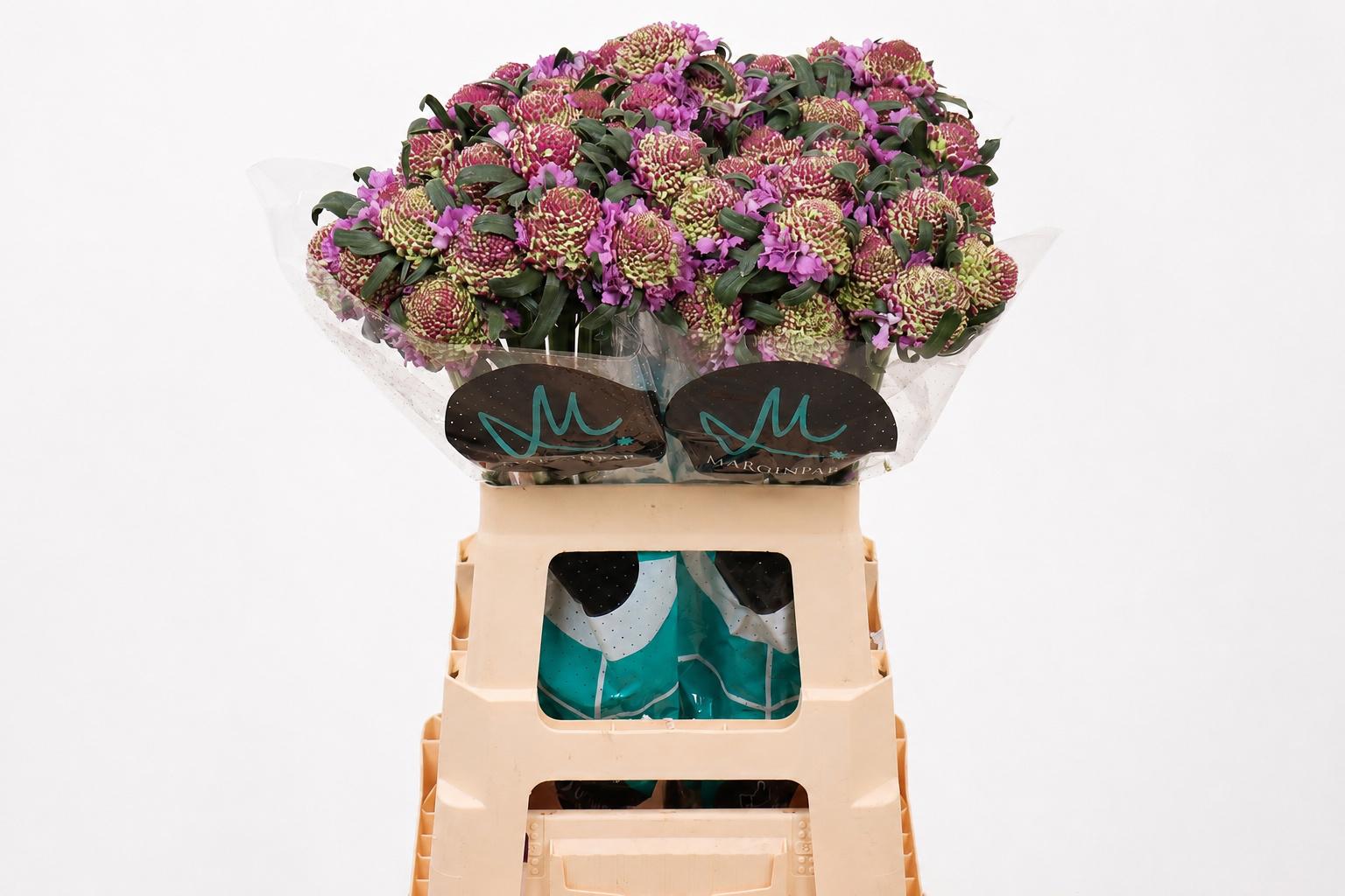 25x Scabiosa bon bon scoop ube 60cm