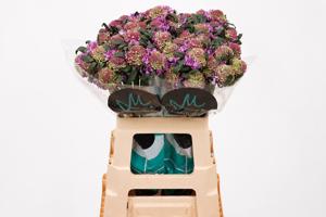 25x Scabiosa bon bon scoop ube 60cm