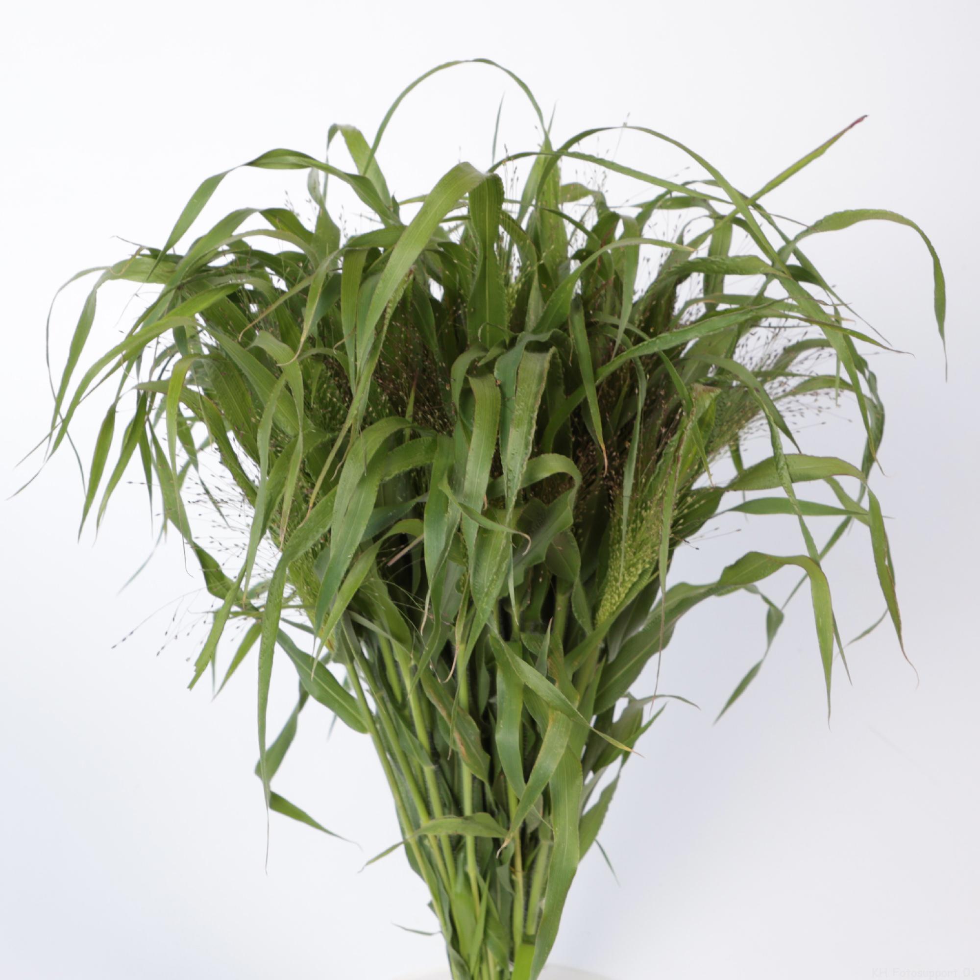 1x Gs panicum fountain 50cm