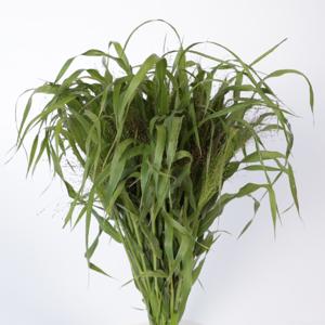 1x Gs panicum fountain 50cm