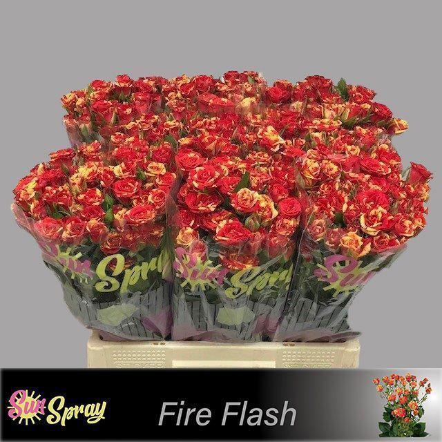 10x Rosa fire flash 60cm