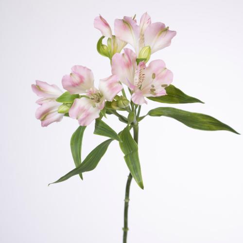 10x Alstroemeria wonder sweet 70cm