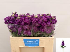 10x Matt.impala purple 60cm