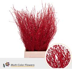 10x Tk betula rood 70cm