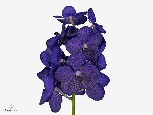 25x Vanda tayanee maxi blue
