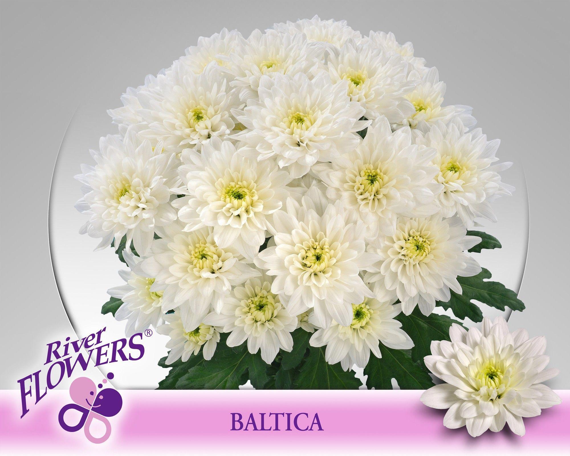 10x Chrysant baltica 70cm