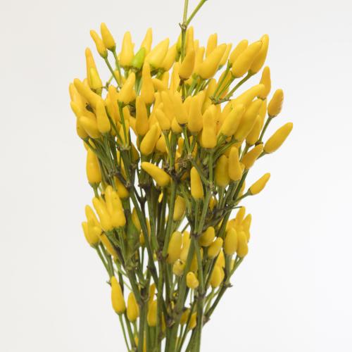 10x Sf capsicum yellow fire 50cm