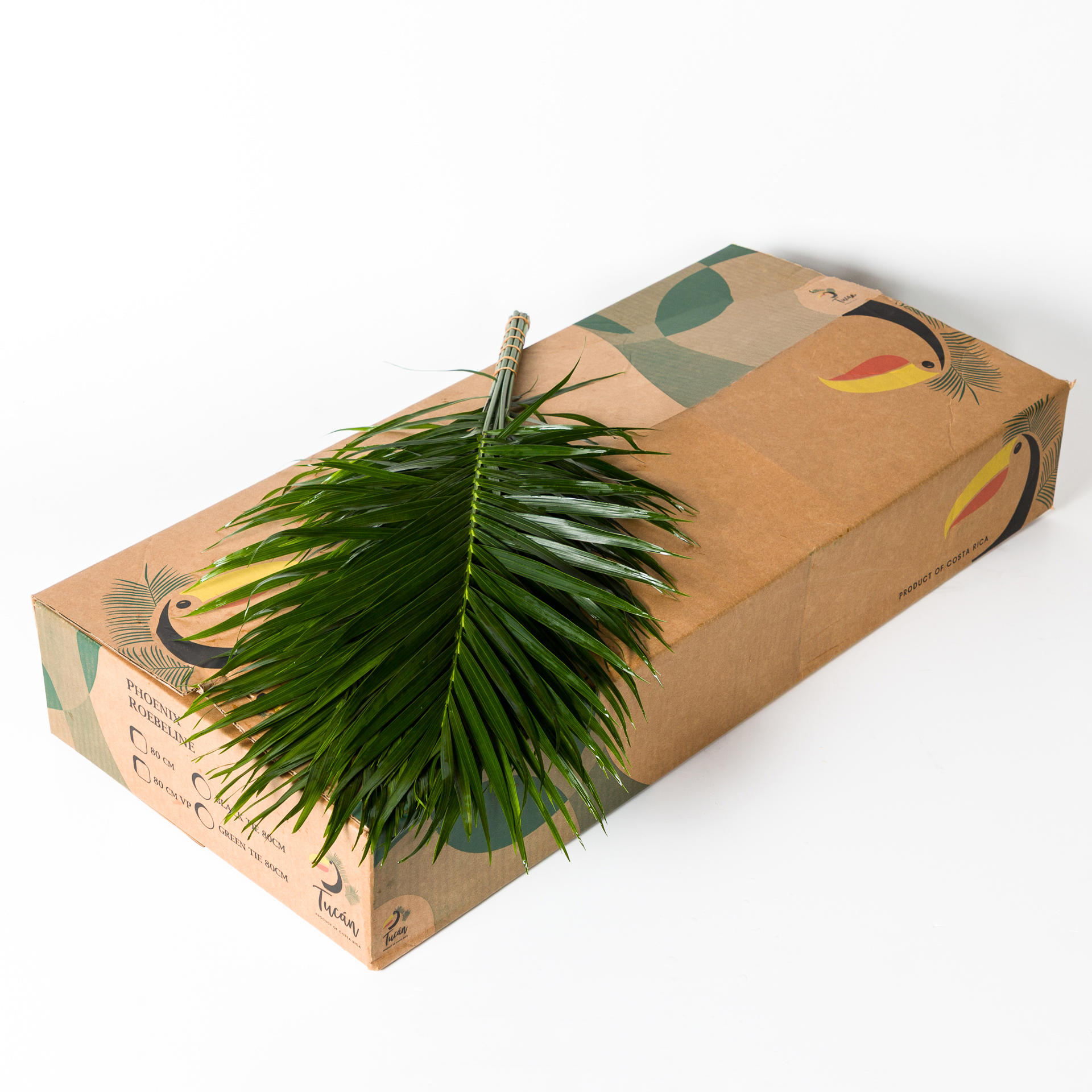 5x Sg areca 70cm