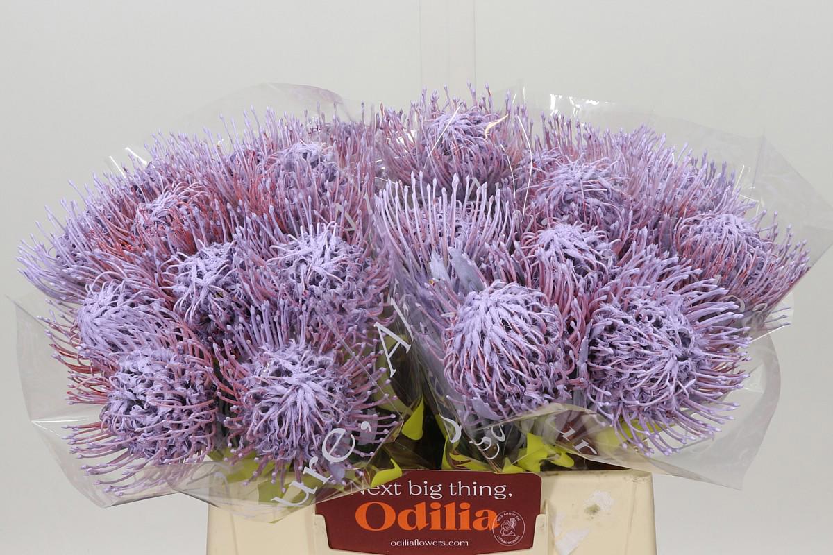 10x Leucos.(v) milka 40cm