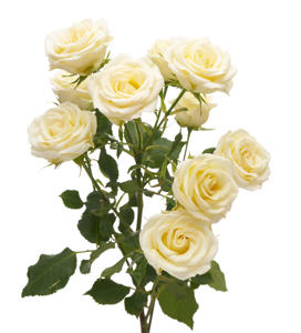 10x Rosa wedding invite 60cm
