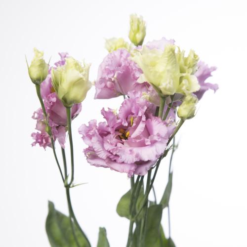10x Eust.julius grape du 70cm