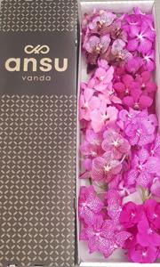 8x Vanda pink mix 20cm