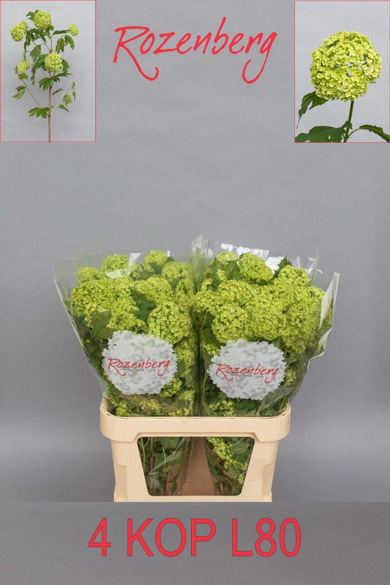 10x Vibur.roseum 80cm