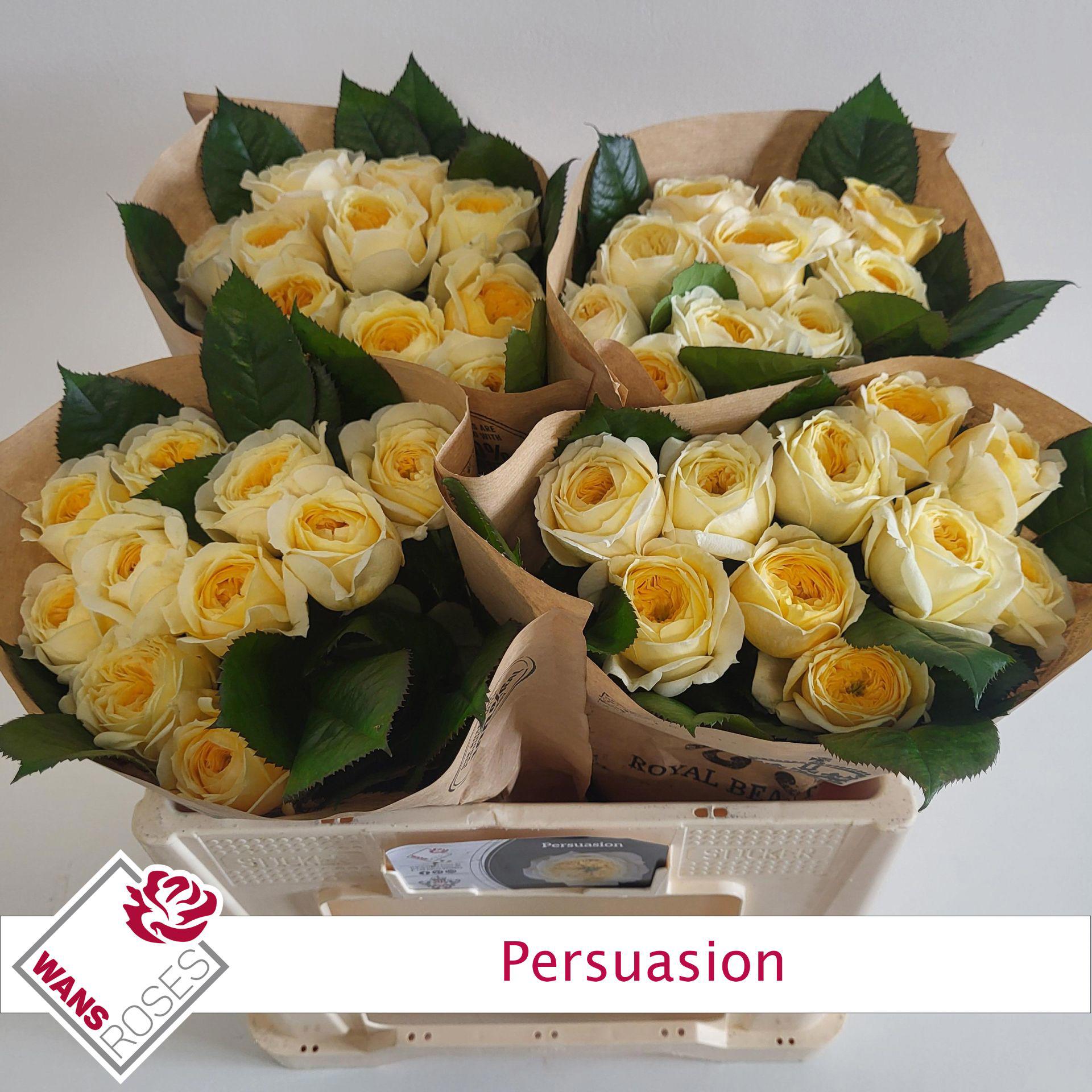 10x Rosa persuation 50cm