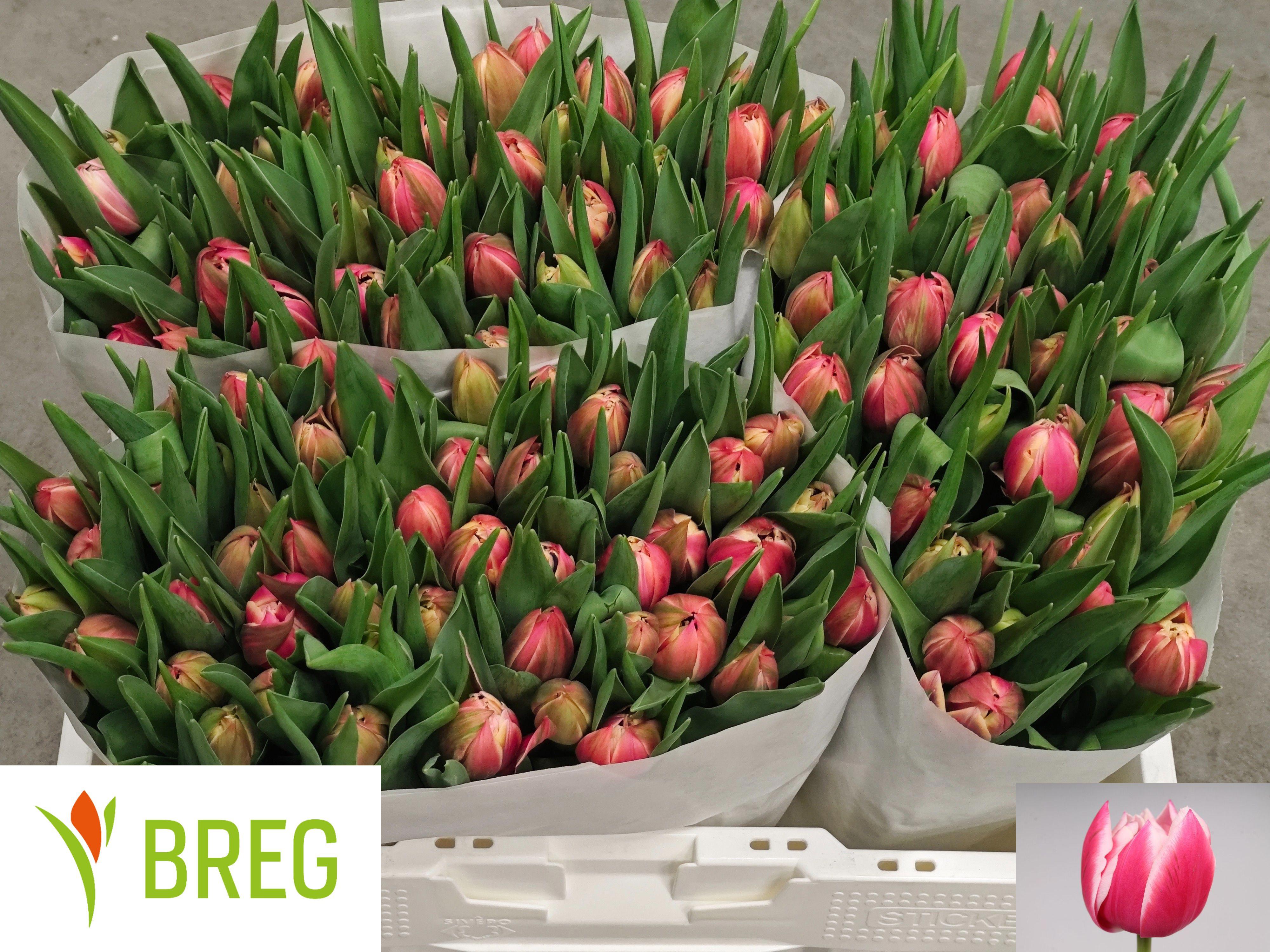 50x Tulipa columbus du 40cm