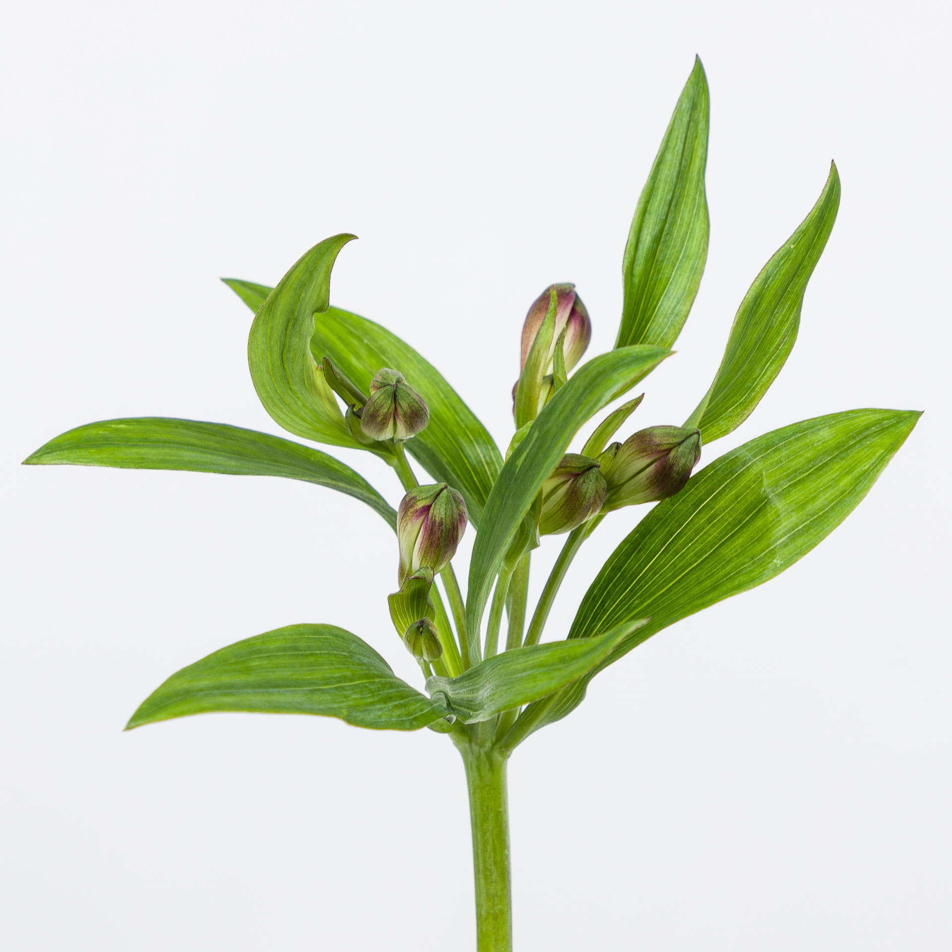 10x Alstroemeria carline 70cm